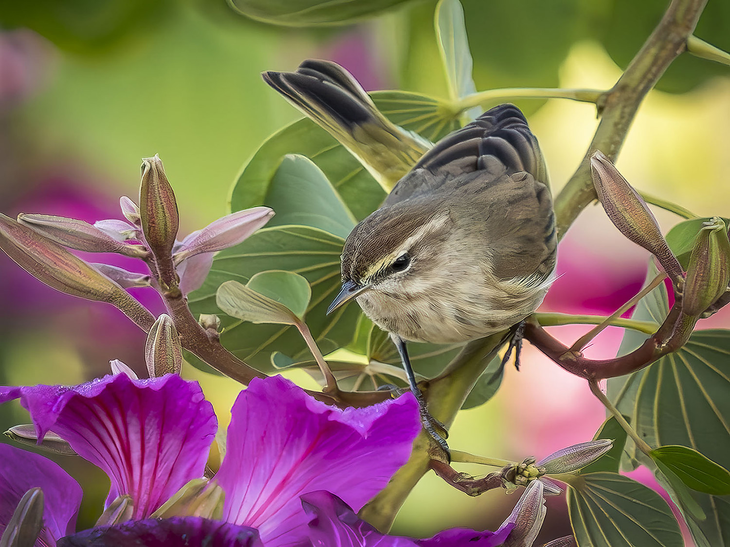 Pine Warbler #01