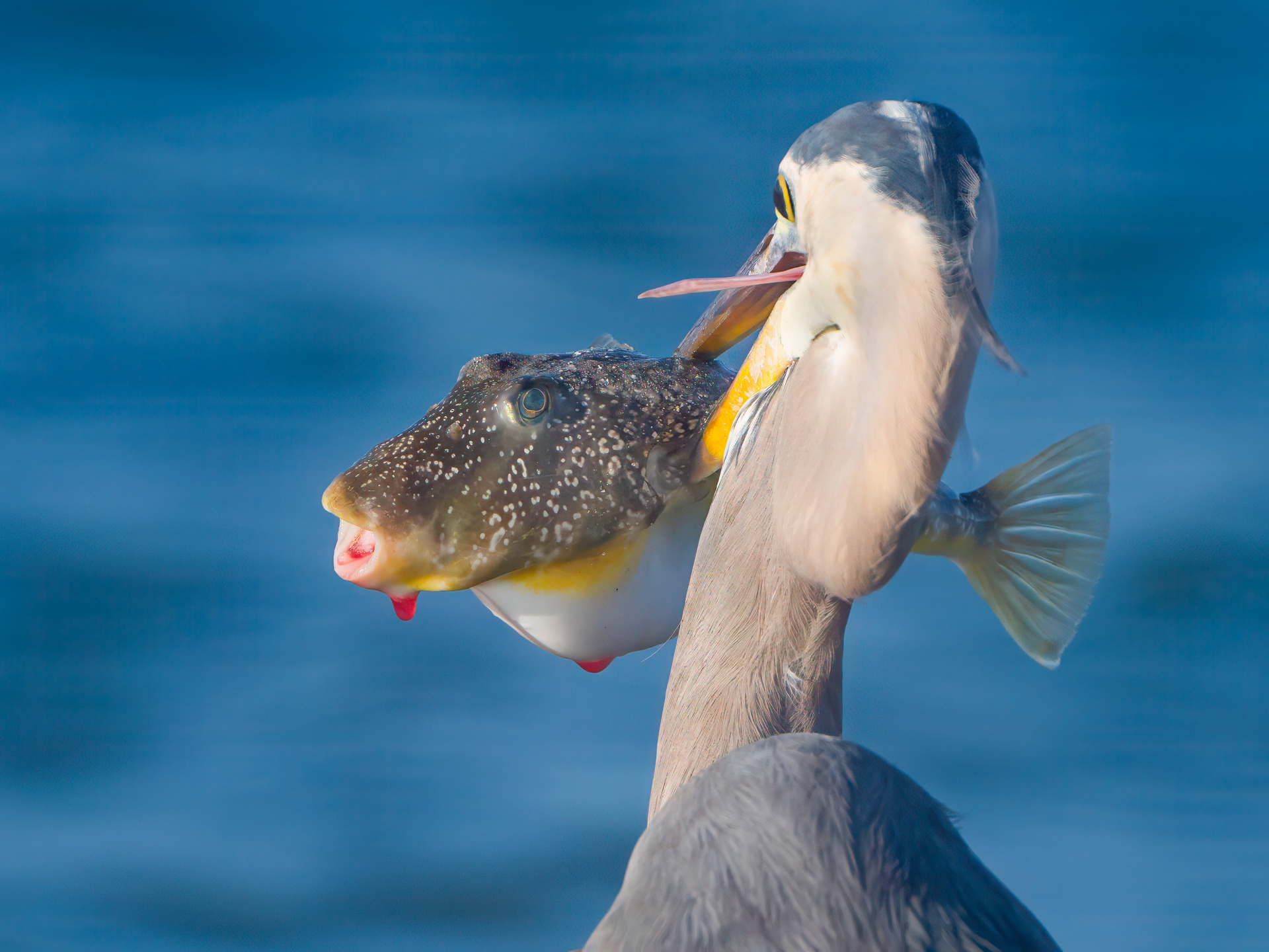 Blow Fish Impaled #001