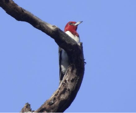 Red-headed Woodpecker